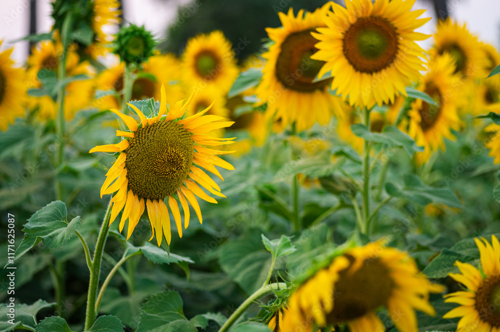 Sunflower growing in the agriculture field as a oil seed crop. selective focus. Sunflower growing in the agriculture field as a oil seed crop. selective focus.