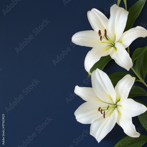 Elegant white lily on deep blue background showcasing natural beauty and simp...