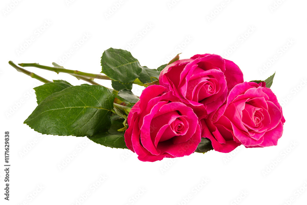 Close-up of isolated roses displaying their vibrant colors and delicate petals symbolizing love. Close-up of isolated roses displaying their vibrant colors and delicate petals symbolizing love.