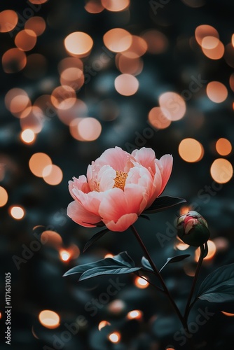 Beautiful pink peony flower stands out against a backdrop of warm bokeh light...
