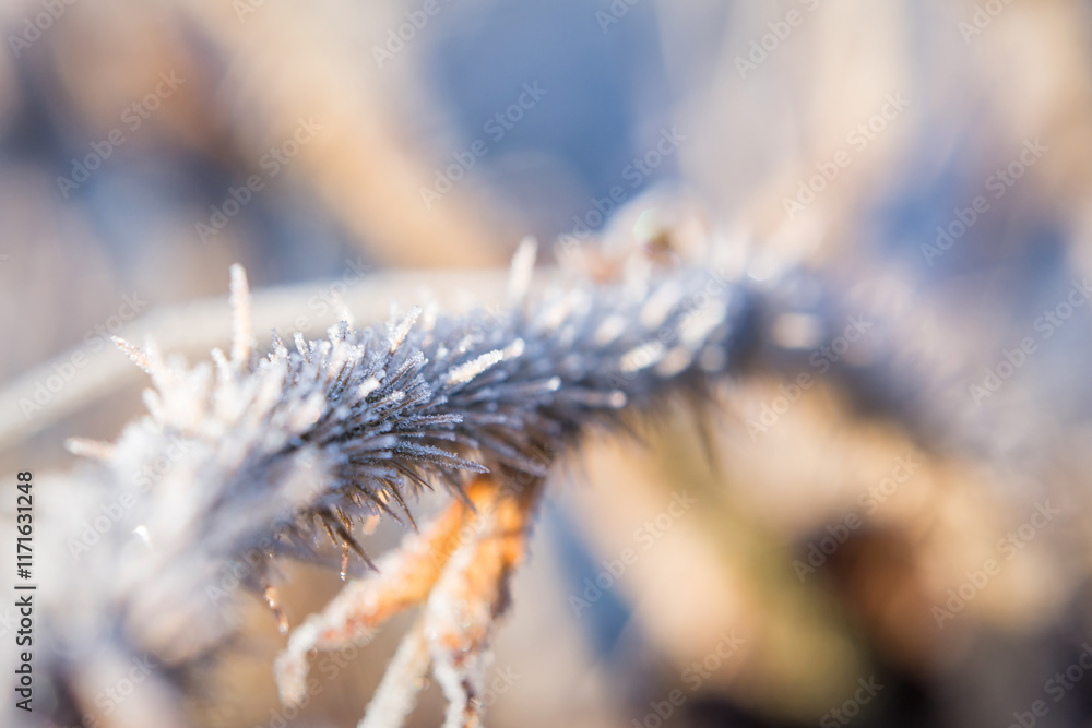 Naklejka premium Frost-covered Branches Glisten in the Morning Light During Winter Season