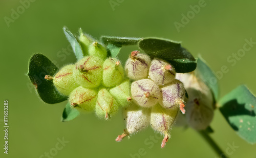 wild plants. self-growing yellow flowers in nature. photo