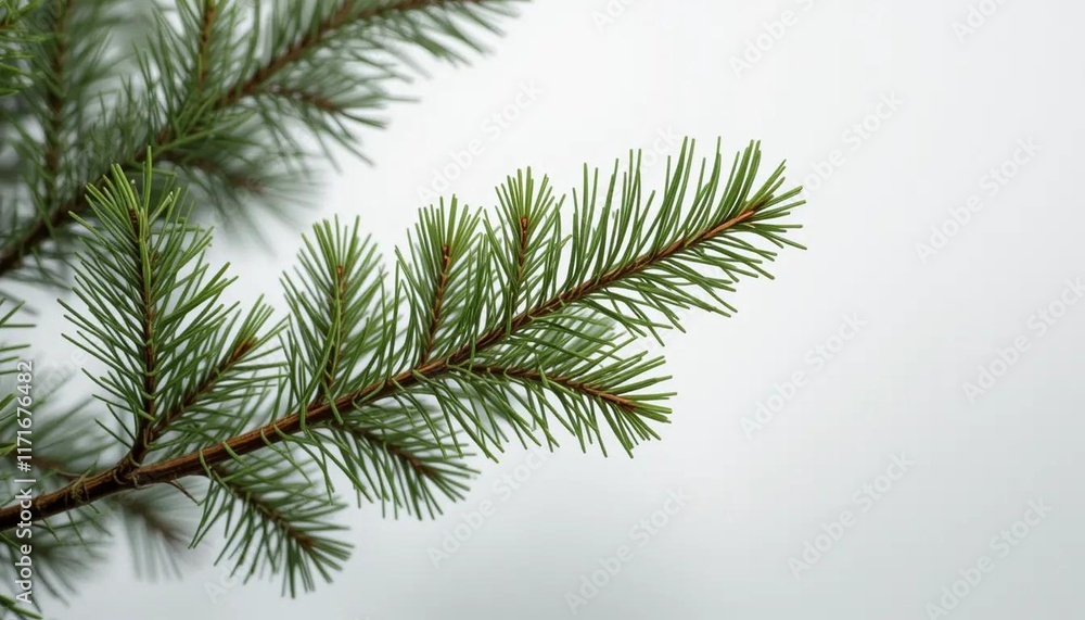 Close-up of Fresh Pine Branch, Evergreen Needles, Nature Detail Close-up of Fresh Pine Branch, Evergreen Needles, Nature Detail