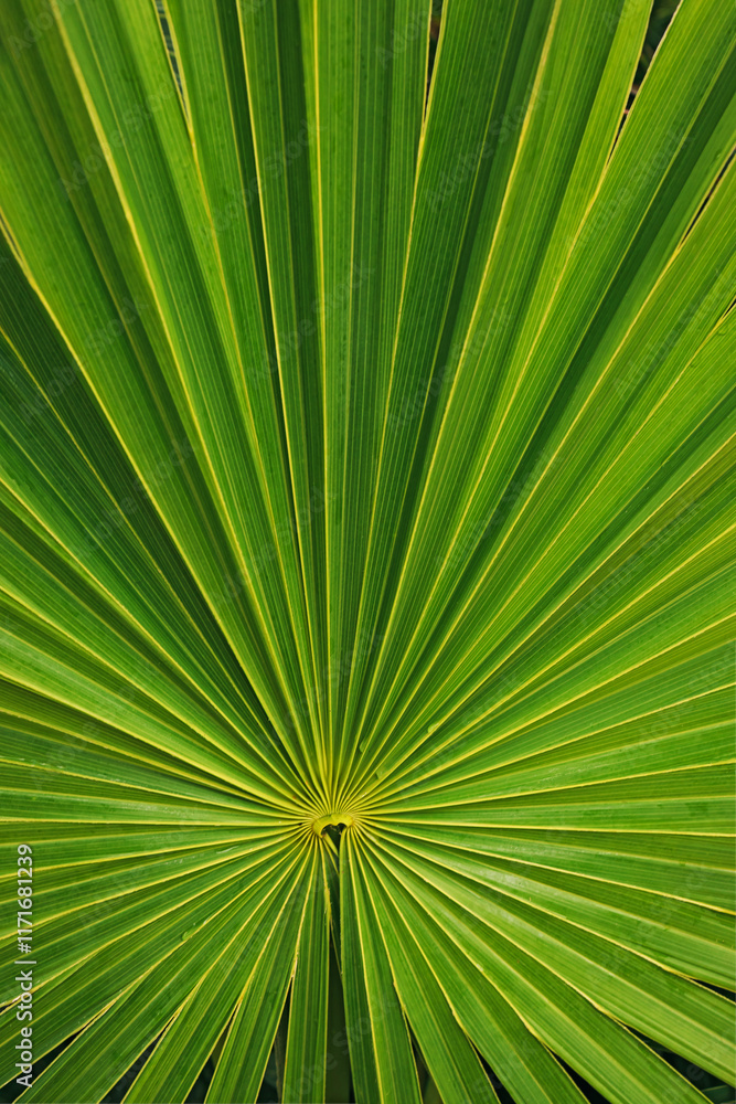 Fototapeta premium Close-up view of a green palm leaf