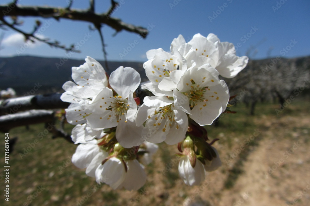 Obraz premium caderechas