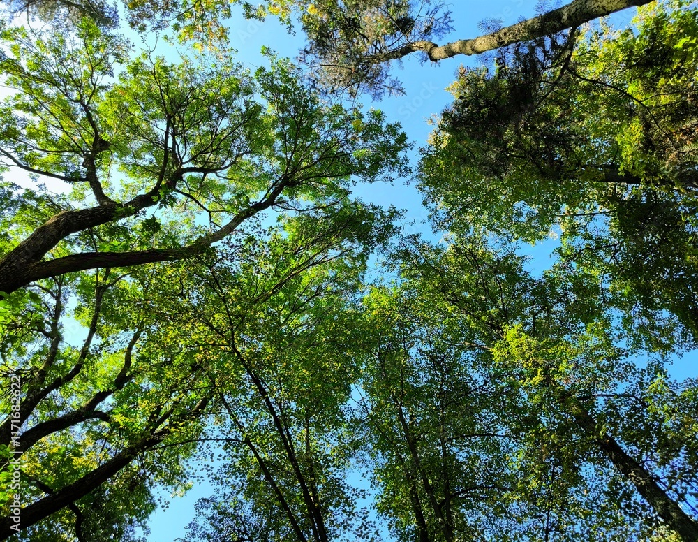 Fototapeta premium clear blue sky and treetops. shot of a clear blue sky surrounded by tree branches.