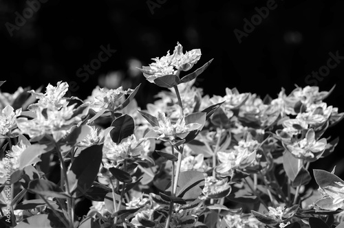 white and black. Euphorbia marginata, commonly known as snow on the mountain, smoke on the prairie, variegated spurge or whitemargined spurge. C. photo