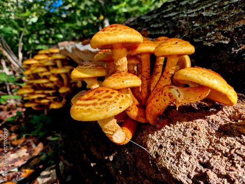 many plant species and produces mushrooms around the base of trees it has infected. The symptoms of infection appear in the crowns of infected trees as discoloured foliage, reduced growth photo