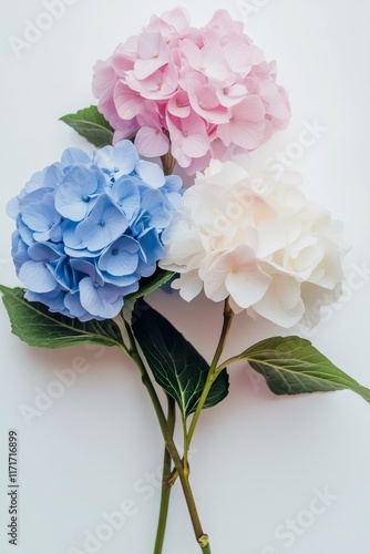Beautiful hydrangea flowers in blue, pink, and white on a light background
