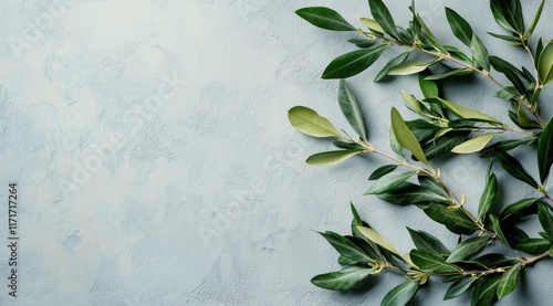 Olive branches arranged on a textured gray background for decoration and culi...