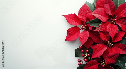 Bright red poinsettia flowers arranged on a white background for holiday deco...