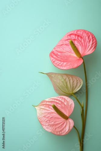 Vibrant pink anthurium flowers arranged against a soft teal background