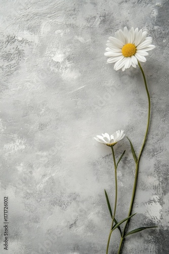 Bright orange flower standing alone against a minimalistic gray backdrop in s...