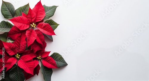 Bright red poinsettia flowers arranged on a white background for holiday deco...