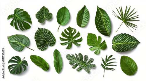 Different types of green leaves arranged artistically on a white background d...