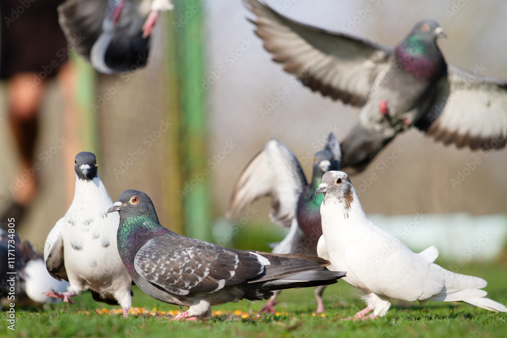 Fototapeta premium pigeons eat grain on a green lawn