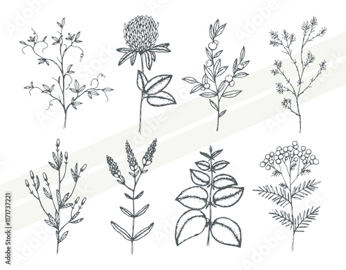 Vector drawings of various herbs and plants