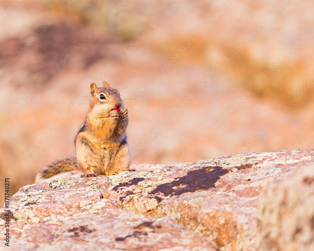 enjoying,gluttony,cheeks,golden-mantled,hungry,wildlife photography,ground squirrel,nature photography,fur,food,fruit,wyoming,colorado,inquisitive,small,chipmunk,hunger,closeup,background,young,eyes,r enjoying,gluttony,cheeks,golden-mantled,hungry,wildlife photography,ground squirrel,nature photography,fur,food,fruit,wyoming,colorado,inquisitive,small,chipmunk,hunger,closeup,background,young,eyes,r