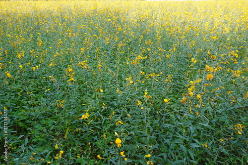 Crotalaria juncea, known as brown hemp, Indian hemp, Madras hemp, or sunn hemp,[2][3] is a tropical Asian plant of the legume family (Fabaceae). It is generally considered to have originated in India photo