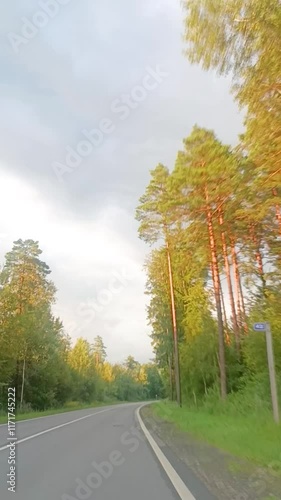 view from the car window, forest along the road