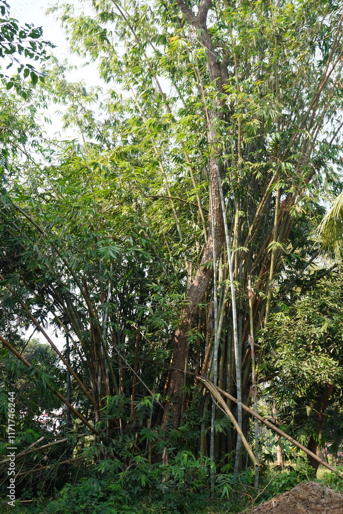 Obraz premium Bamboo bush with long bamboo along with lots of weeds