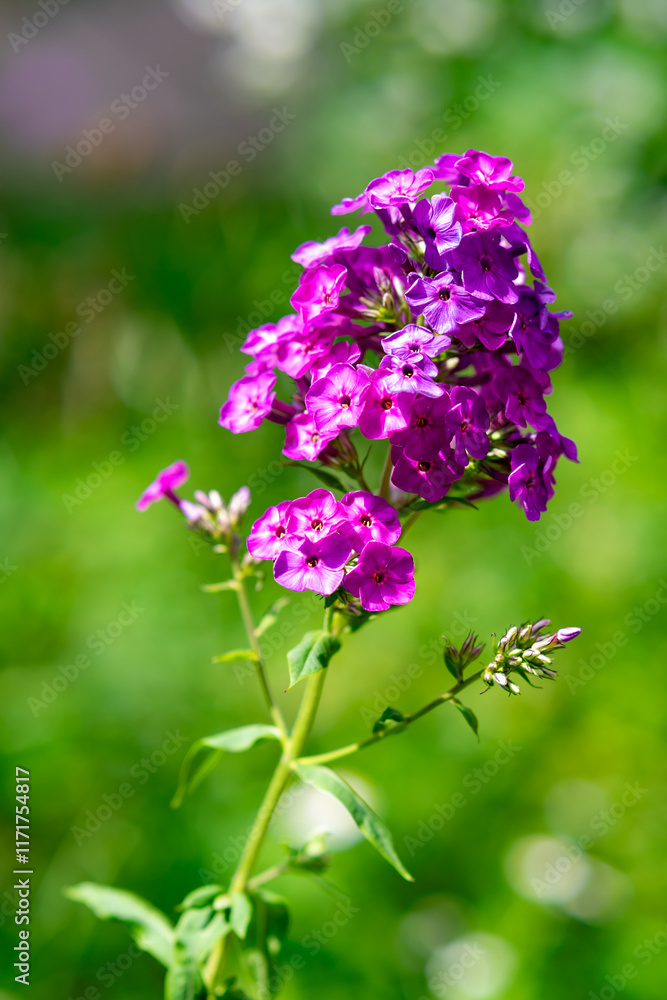 Beautiful clusters of bright purple flowers in a vibrant garden Beautiful clusters of bright purple flowers in a vibrant garden