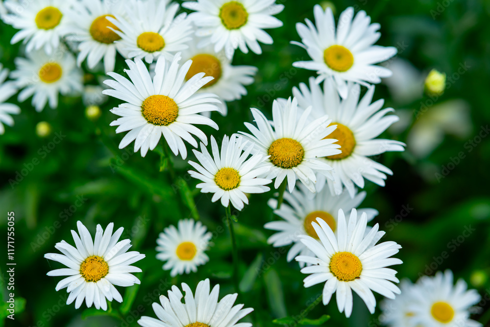 Fototapeta premium Bright white daisies blooming vibrantly in a sunny garden setting