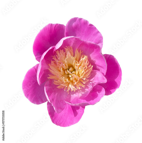 pink peony flower isolated on white background
