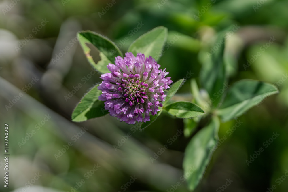 Red clover Red clover