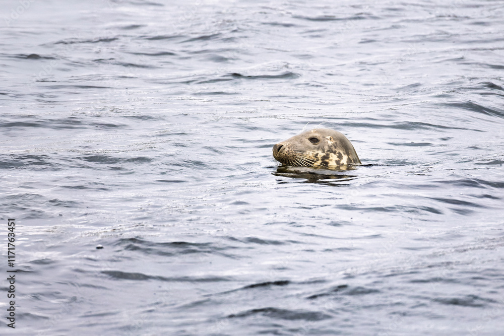 Fototapeta premium Grey Seal Head in Sea Water in Calm Harbour with Face Looking to Left