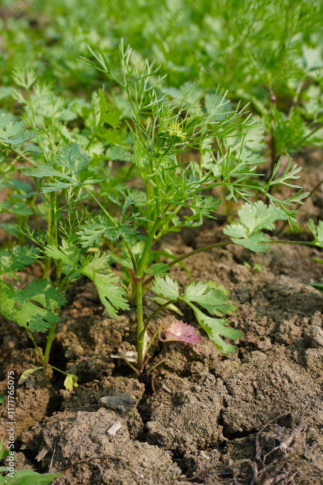 Fresh green coriander plant is in close up with a blurry background Fresh green coriander plant is in close up with a blurry background