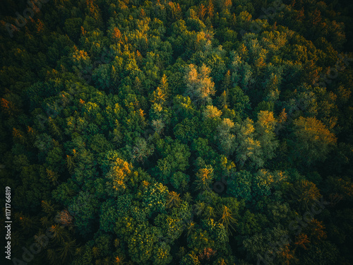 trees in autumn