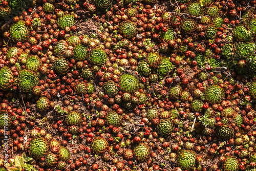 close up of a plant