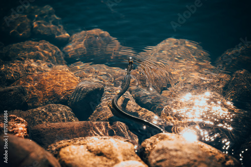 A snake is swimming in the lake.