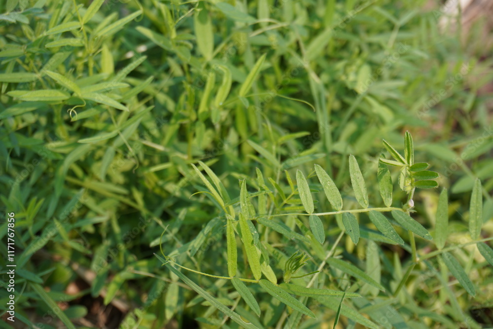 Common Vetch plants are planted in the meadow Common Vetch plants are planted in the meadow