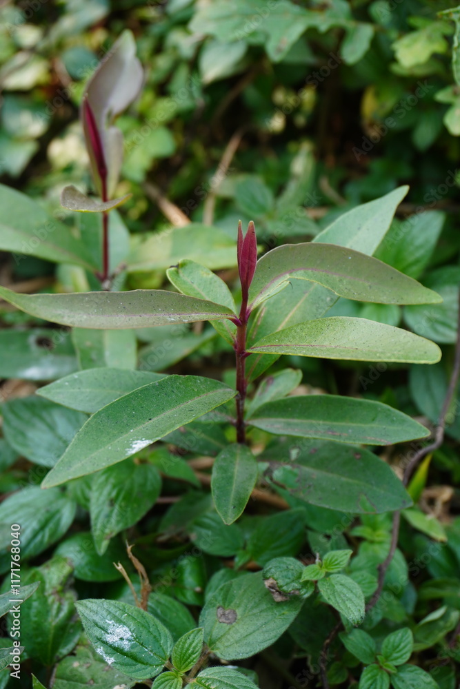 Viburnum propinquum plant found inside the bush Viburnum propinquum plant found inside the bush