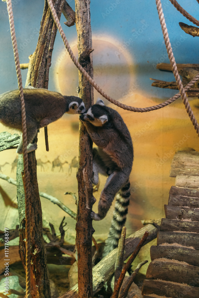 Fototapeta premium lemurs on a branch