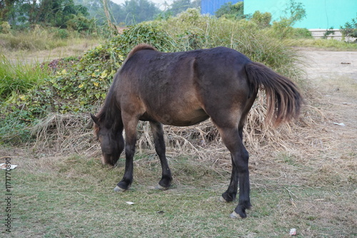 The hucul pony is shaking his tail while eating grass photo