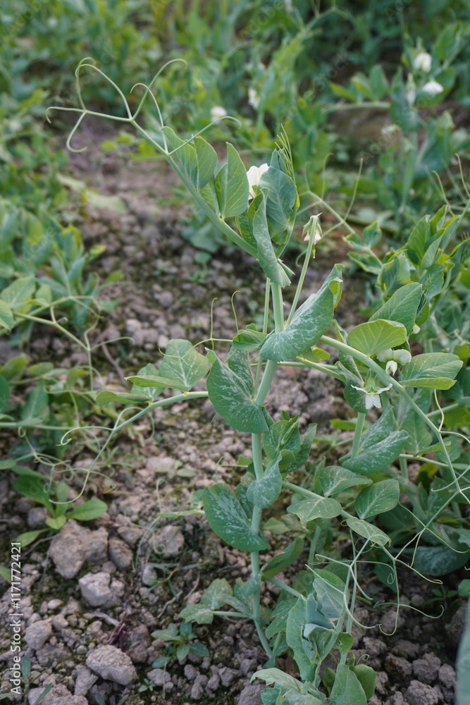 Field pea plant with its tiny flowers in close up Field pea plant with its tiny flowers in close up