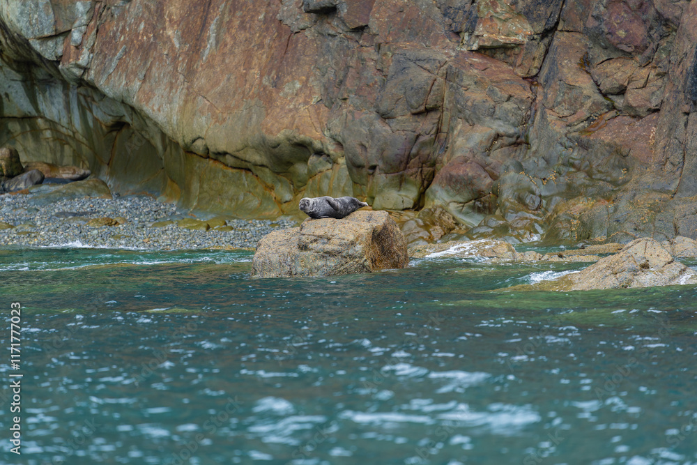 Seal lying top of rock on Ramsay Island Pembrokeshire Wales Seal lying top of rock on Ramsay Island Pembrokeshire Wales