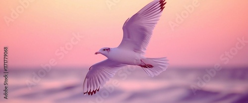 White seagull in flight at sunset over ocean waves. photo