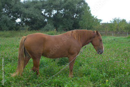 A chestnut horse grazing in a green field, tethered to a chain. Its head is lowered, nibbling grass, with a shiny coat and flowing tail. The background shows a lush field with distant trees. photo