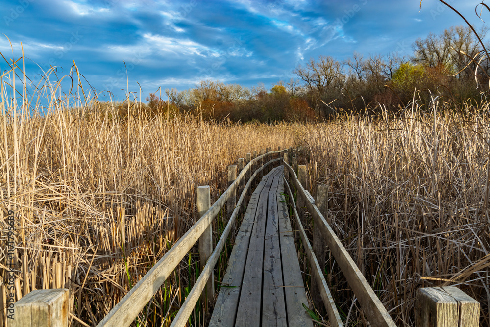 Wooden nature trail in the swamp near Martely Wooden nature trail in the swamp near Martely