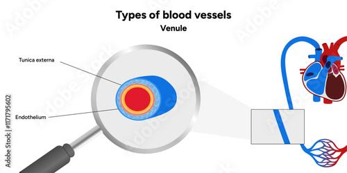 Types of blood vessels circulate blood throughout body. Oxygen to vital organs and tissues. Veins, arteries and capillaries. Medical information and diagram. Venule