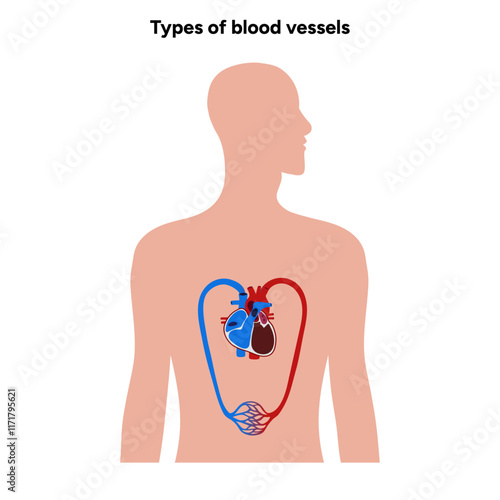 Types of blood vessels circulate blood throughout body. Oxygen to vital organs and tissues. Veins, arteries and capillaries. Medical information and diagram