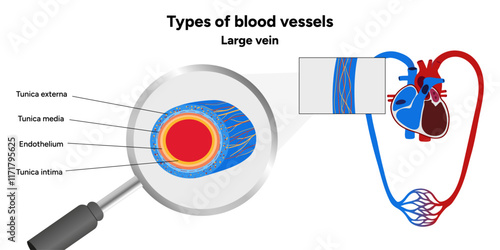 Types of blood vessels circulate blood throughout body. Oxygen to vital organs and tissues. Veins, arteries and capillaries. Medical information and diagram. Large vein
