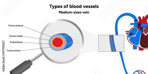 Types of blood vessels circulate blood throughout body. Oxygen to vital organs and tissues. Veins, arteries and capillaries. Medical information and diagram. Medium sizes vein