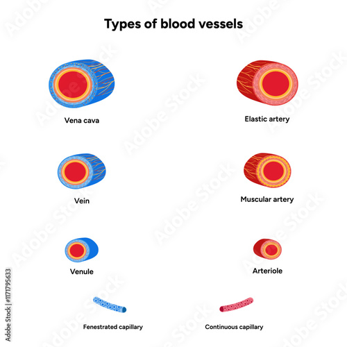 Types of blood vessels circulate blood throughout body. Oxygen to vital organs and tissues. Veins, arteries and capillaries. Medical information and diagram