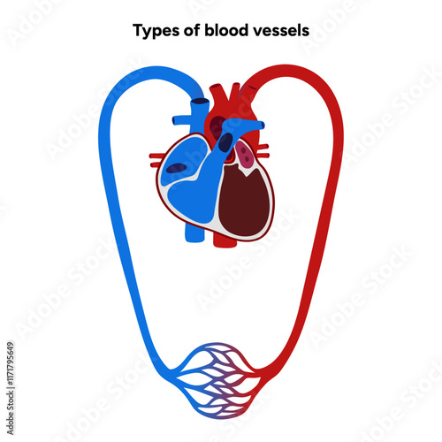 Types of blood vessels circulate blood throughout body. Oxygen to vital organs and tissues. Veins, arteries and capillaries. Medical information and diagram