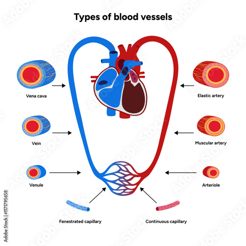 Types of blood vessels circulate blood throughout body. Oxygen to vital organs and tissues. Veins, arteries and capillaries. Medical information and diagram